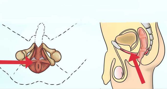 Where is the kegel muscle
